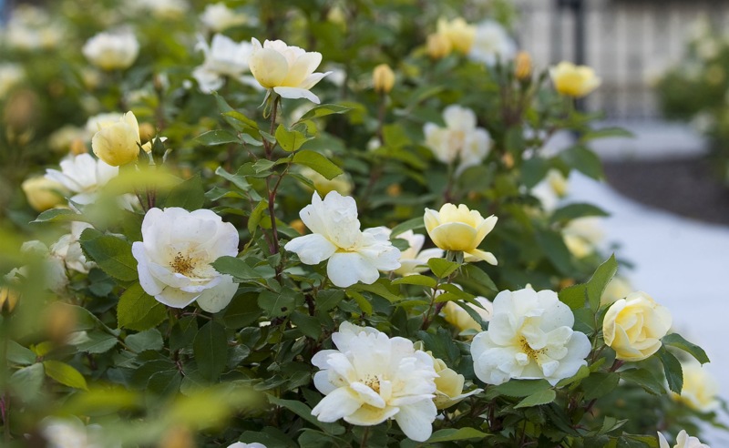 Sunny Yellow Knock Out Rose