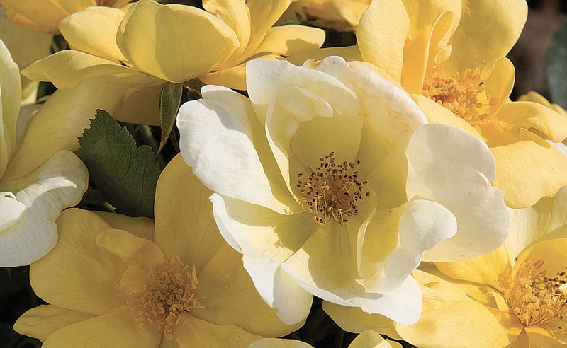 Sunny Yellow Knock Out Rose