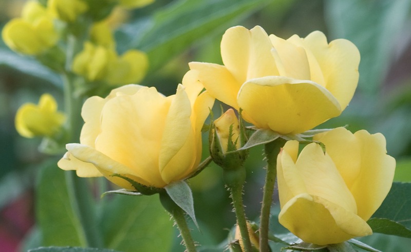 Sunny Yellow Knock Out Rose