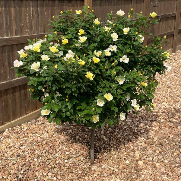 Sunny Yellow Knock Out Rose