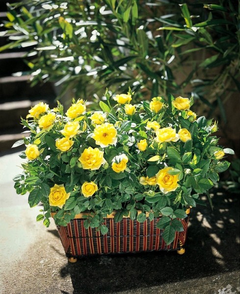 Sunny Yellow Knock Out Rose