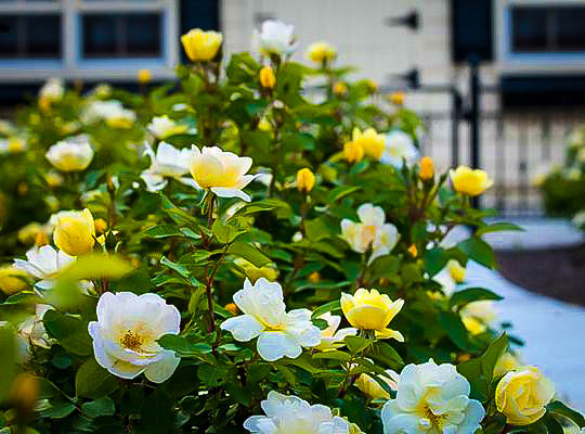 Sunny Yellow Knock Out Rose