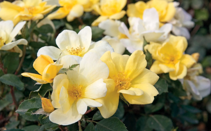 Sunny Yellow Knock Out Rose