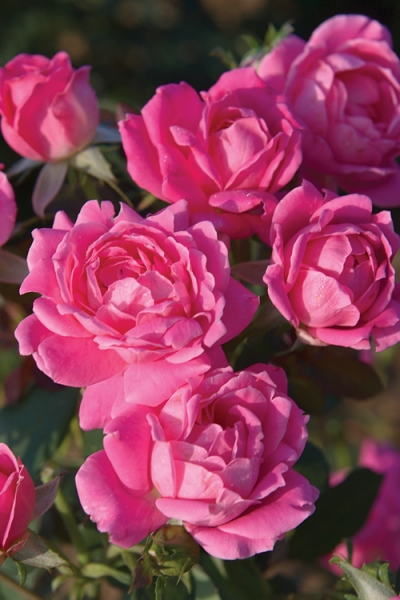 Pink Double Knock Out Rose