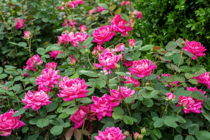Pink Double Knock Out Rose