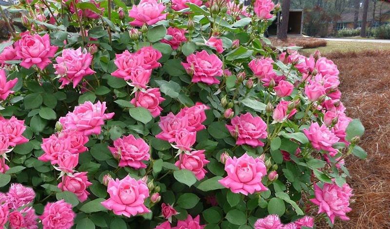 Pink Double Knock Out Rose