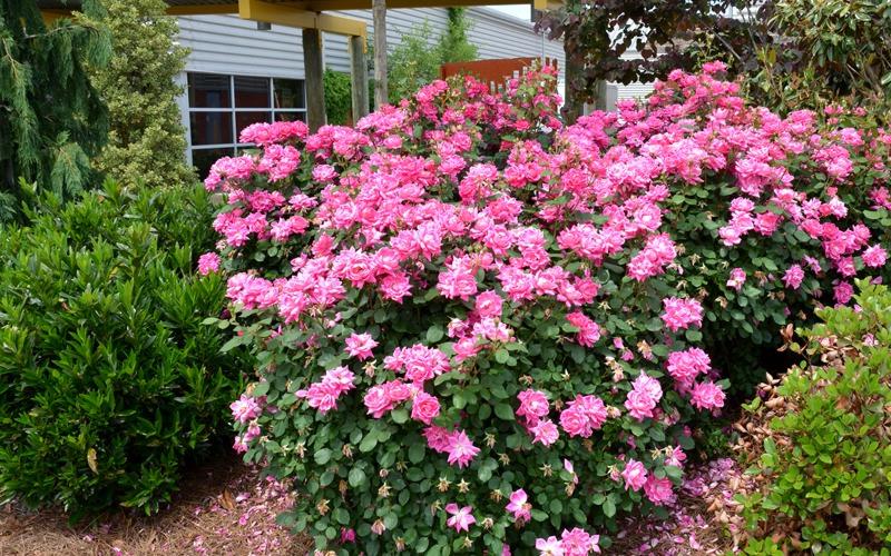 Pink Double Knock Out Rose