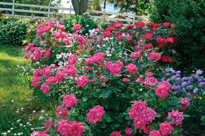 Pink Double Knock Out Rose