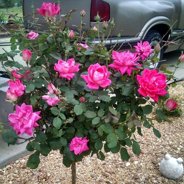 Pink Double Knock Out Rose
