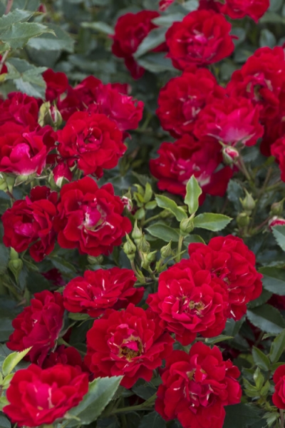 Red Drift Groundcover Rose
