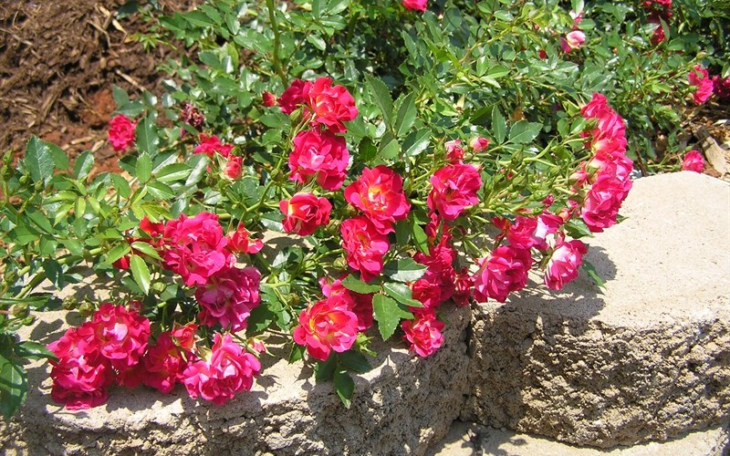 Red Drift Groundcover Rose