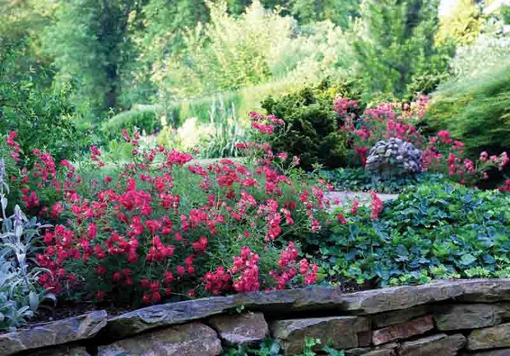 Red Drift Groundcover Rose
