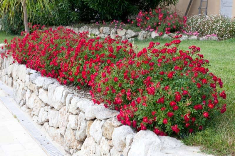 Red Drift Groundcover Rose
