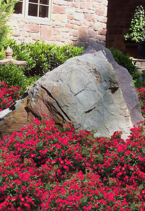 Red Drift Groundcover Rose