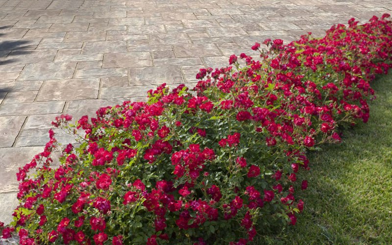 Red Drift Groundcover Rose