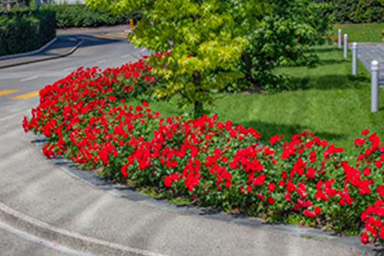 Red Drift Groundcover Rose
