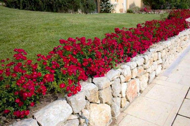 Red Drift Groundcover Rose