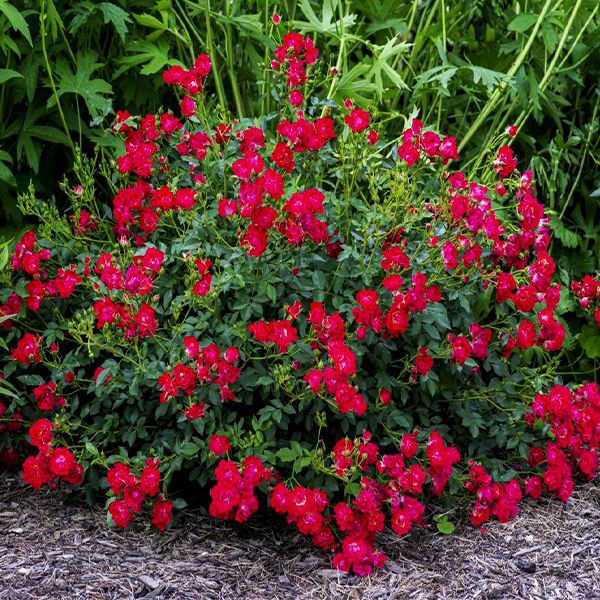 Red Drift Groundcover Rose