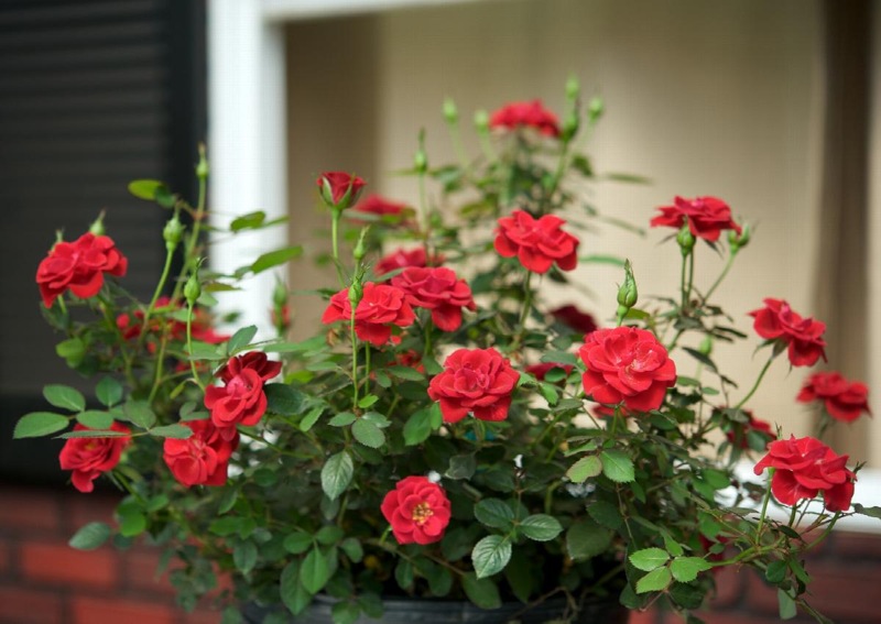 Sunrosa Red Dwarf Shrub Rose