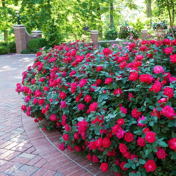 Red Double Knock Out Rose
