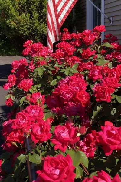 Red Double Knock Out Rose