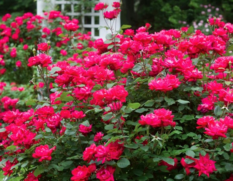 Red Double Knock Out Rose