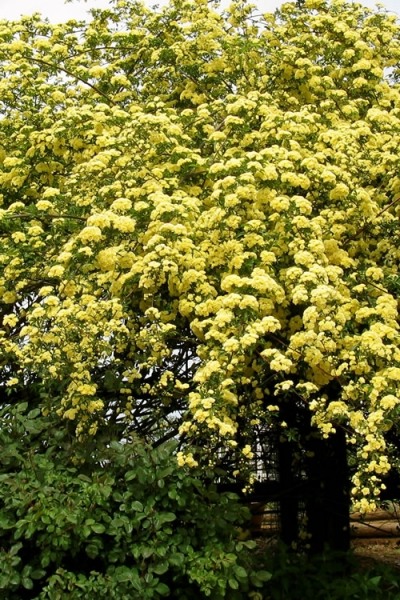 Lady Banks Yellow Rose