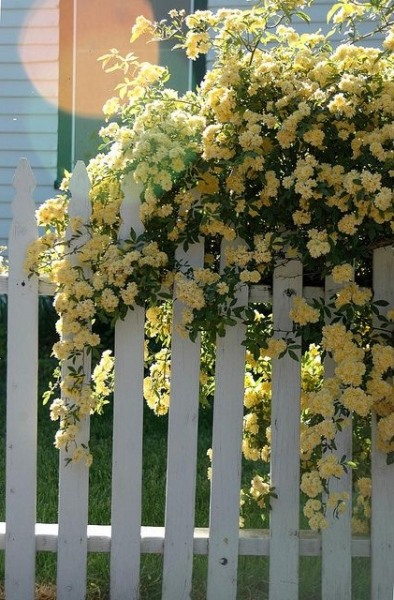 Lady Banks Yellow Rose