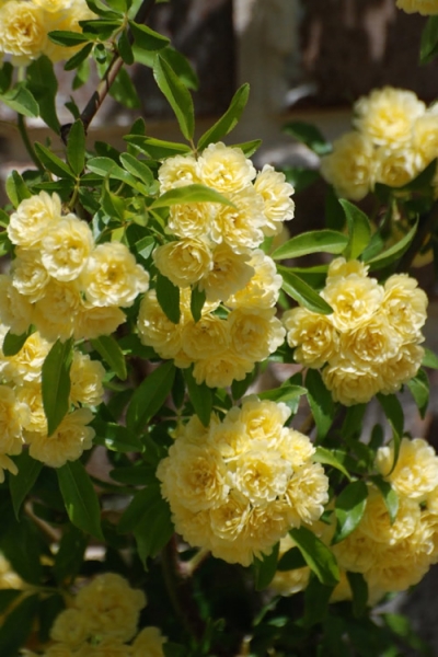 Lady Banks Yellow Rose