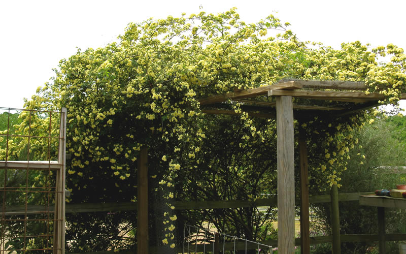 Lady Banks Yellow Rose