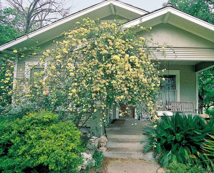 Lady Banks Yellow Rose