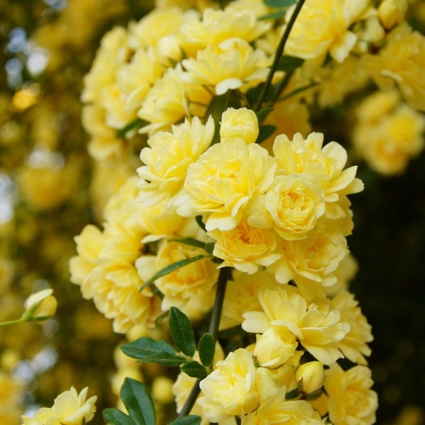 Lady Banks Yellow Rose
