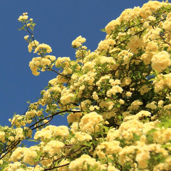 Lady Banks Yellow Rose