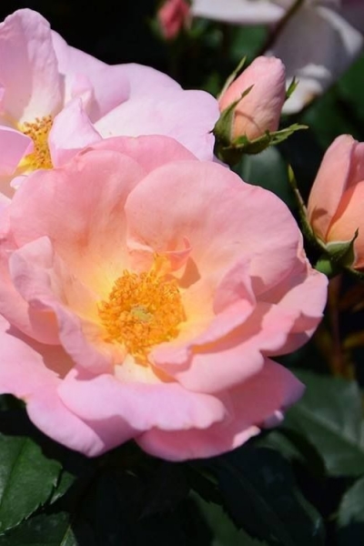 Peachy Knock Out Rose