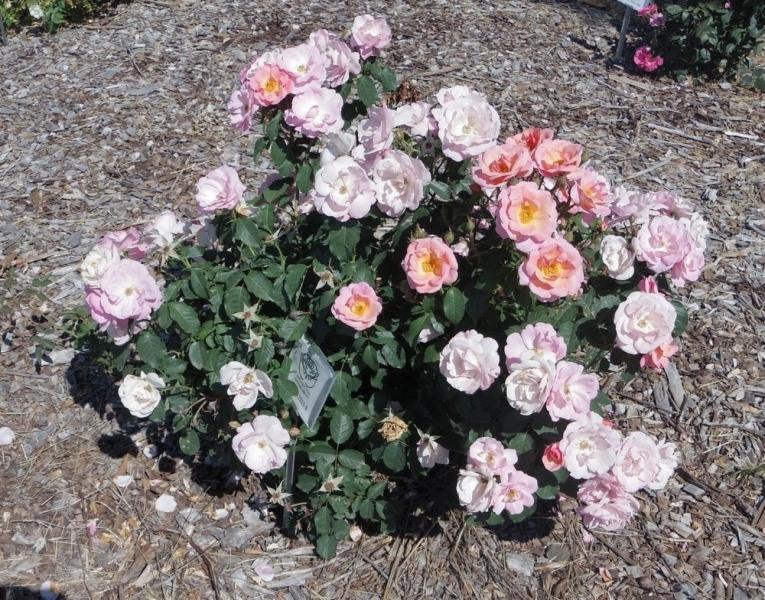 Peachy Knock Out Rose