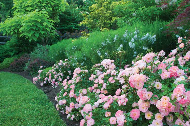 Peachy Knock Out Rose