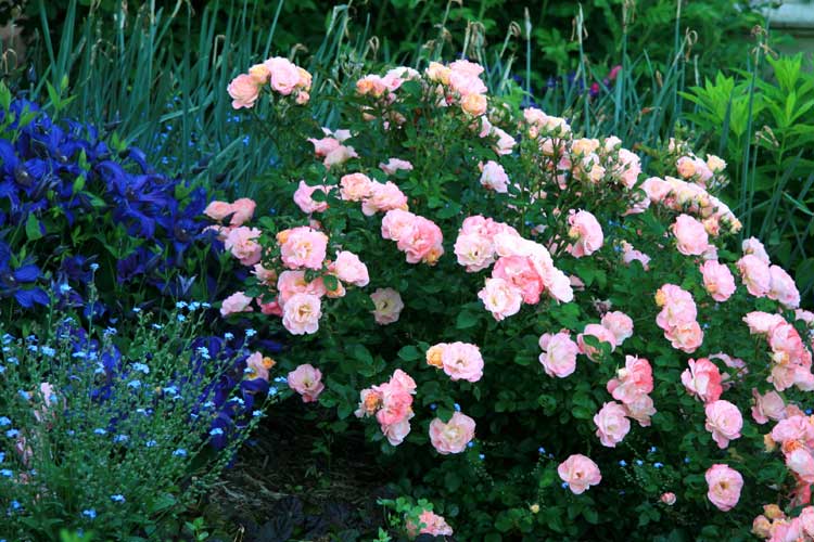 Peachy Knock Out Rose