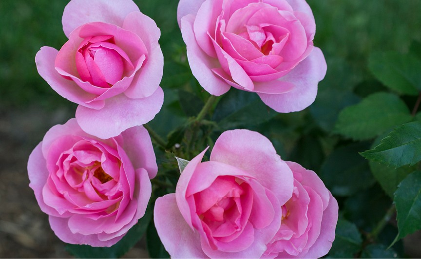 Peachy Knock Out Rose