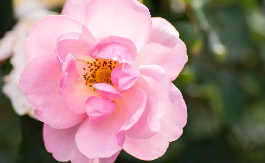 Peachy Knock Out Rose