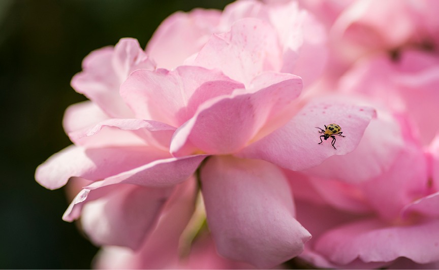 Peachy Knock Out Rose