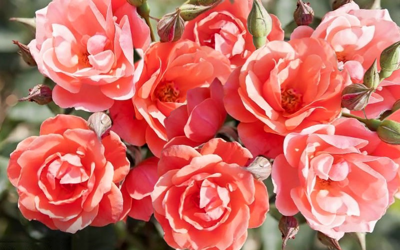 Coral Knockout Rose