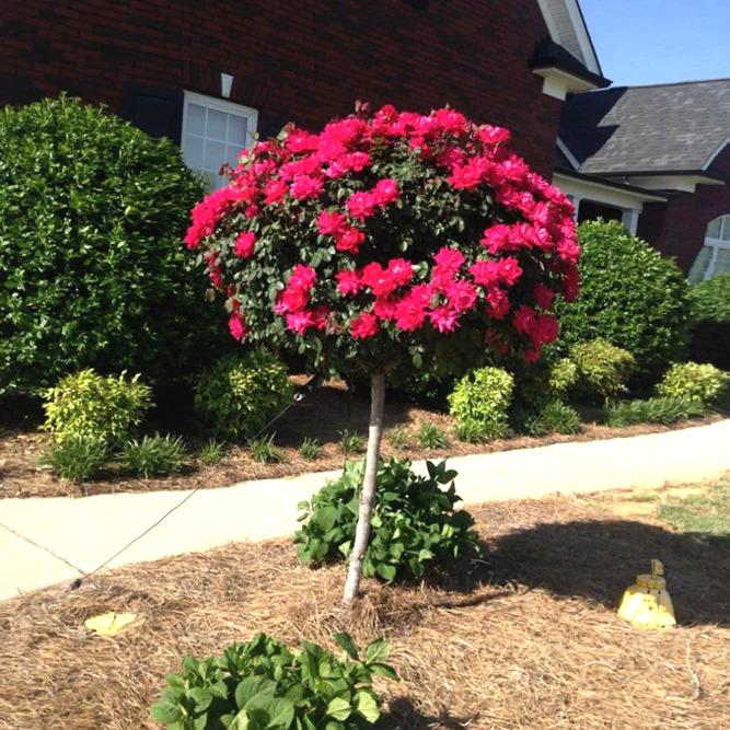Coral Knockout Rose
