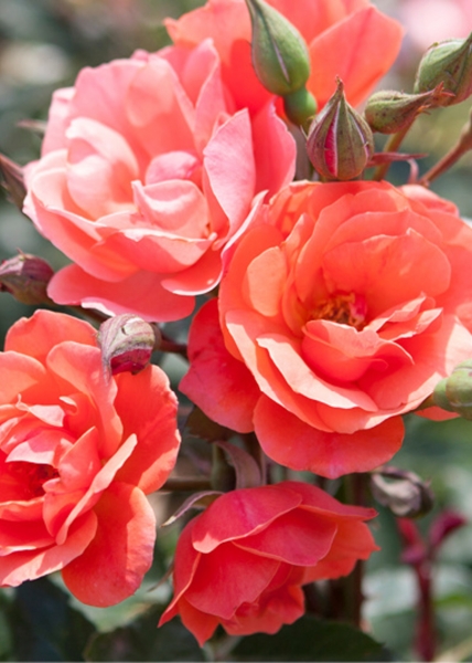Coral Knockout Rose