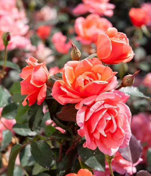 Coral Knockout Rose