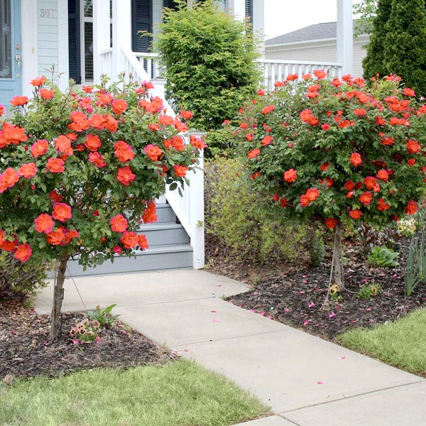 Coral Knockout Rose
