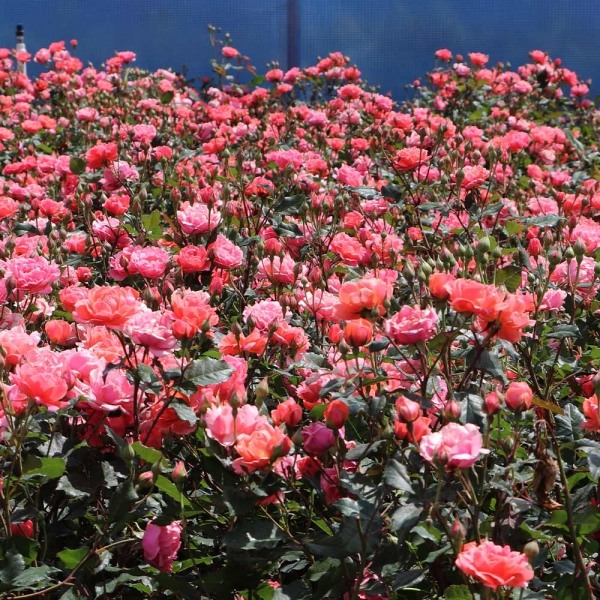 Coral Knockout Rose
