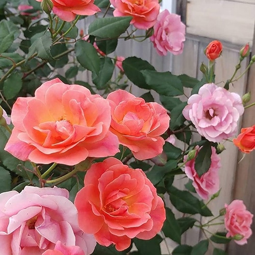 Coral Knockout Rose
