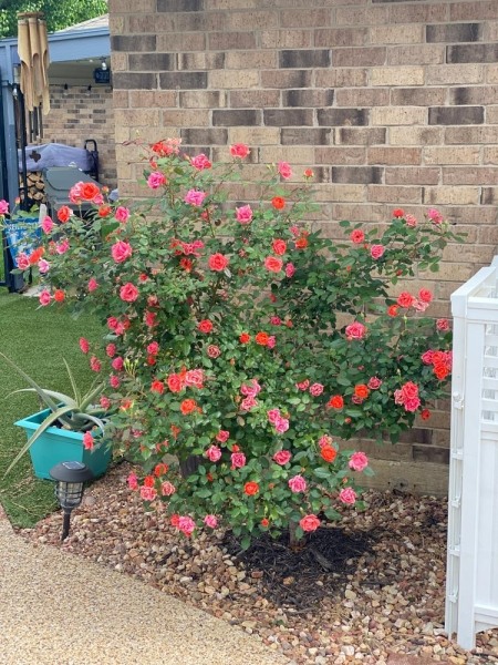 Coral Knockout Rose