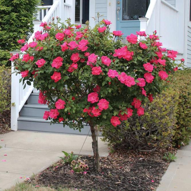 Coral Knockout Rose