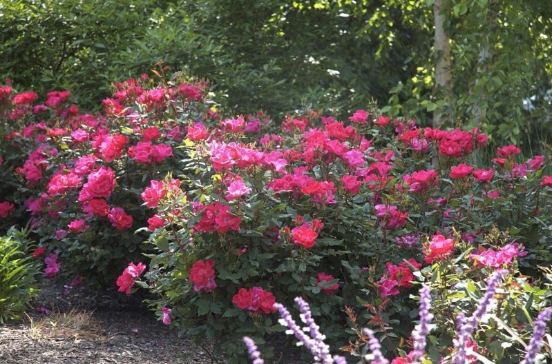 Coral Knockout Rose